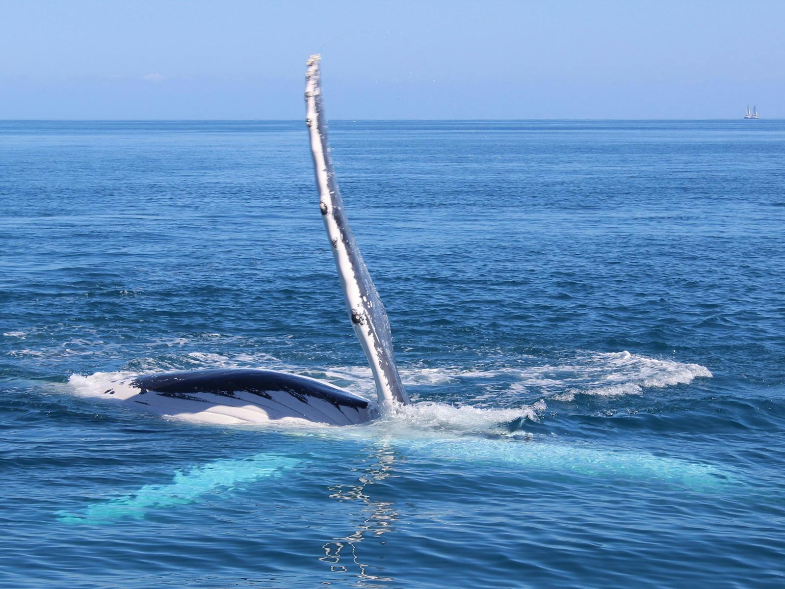 humpback whale pectoral slap