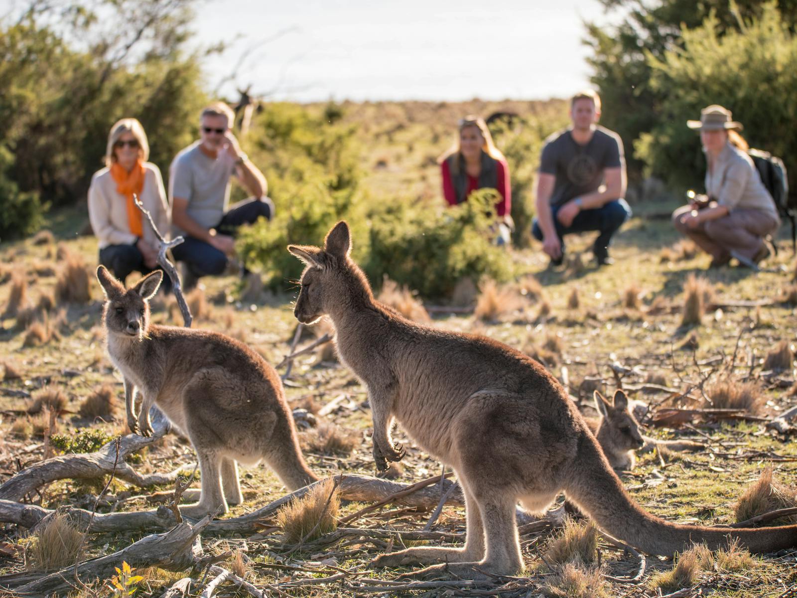 Wildlife - Premier Travel Tasmania