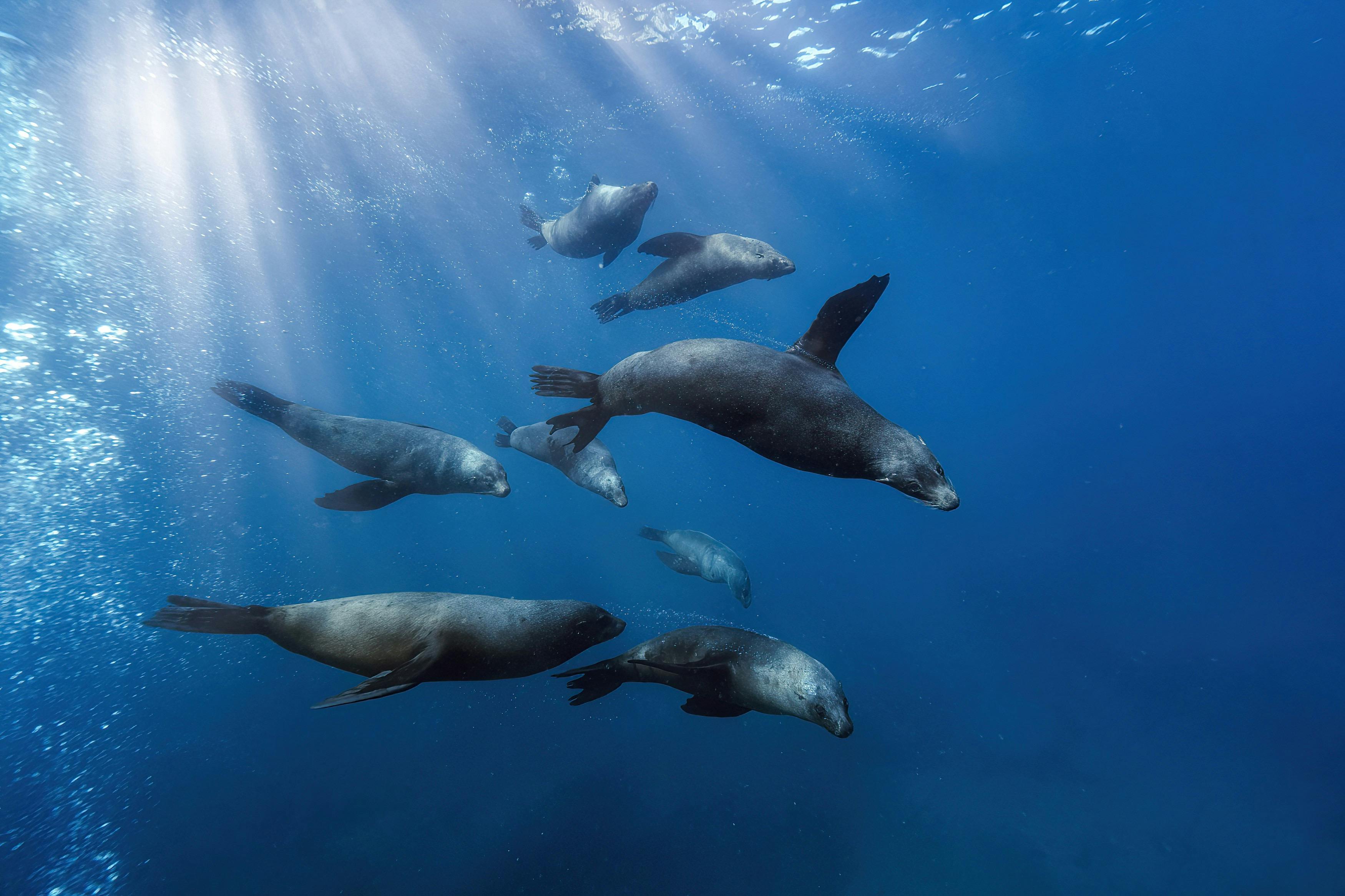 Seals snorkel freedive woebegone