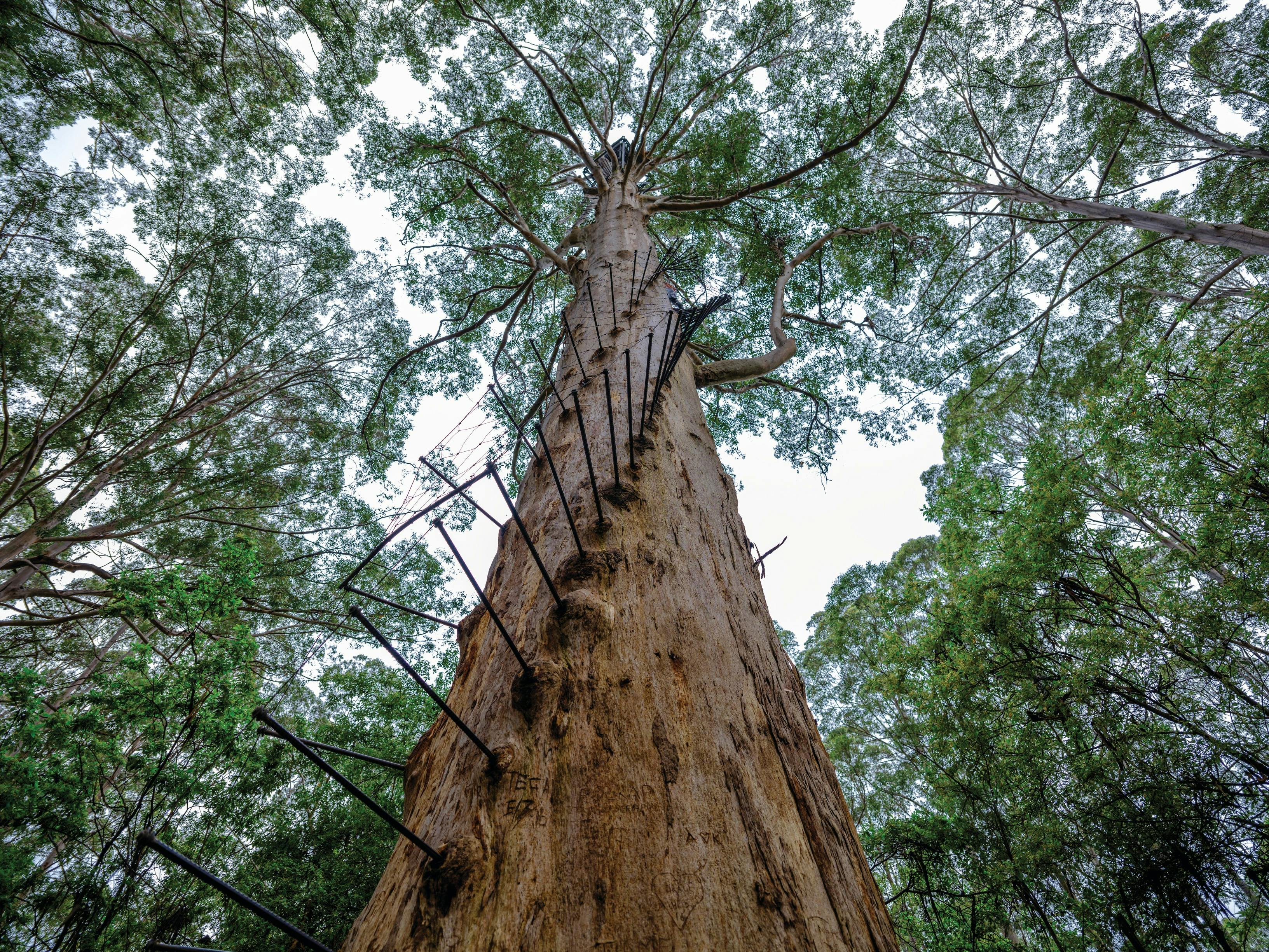 South West and Golden Outback itinerary, Pemberton, Western Australia