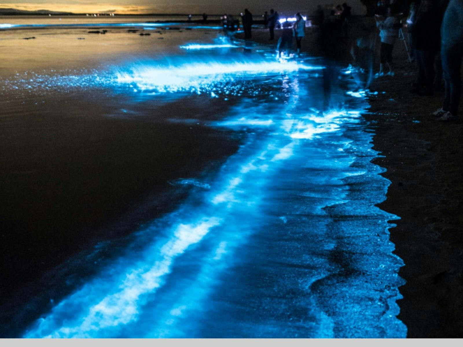 bioluminescence-Jervis-Bay