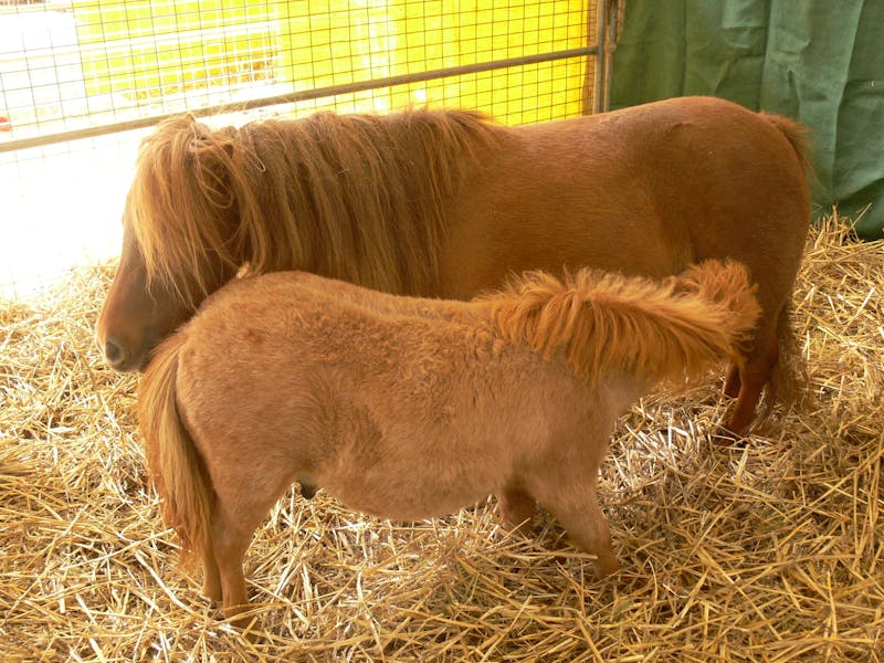 Bathurst AH and P Spring Show and Country Fair