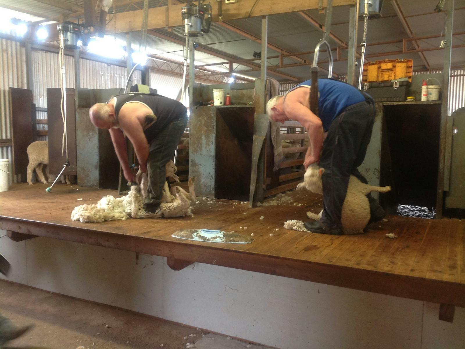 Image for Sheep Shearing Farm Tour