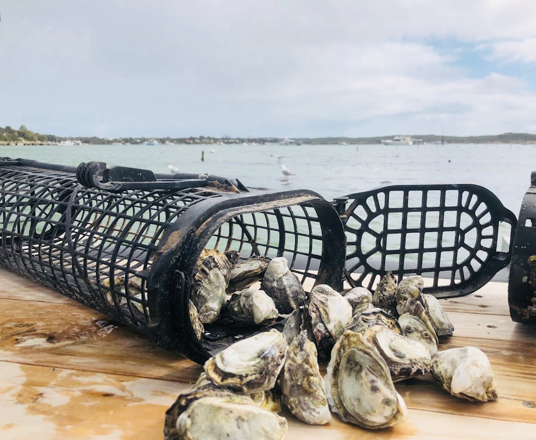 oyster-farm-tasting-tour-tour-down-under