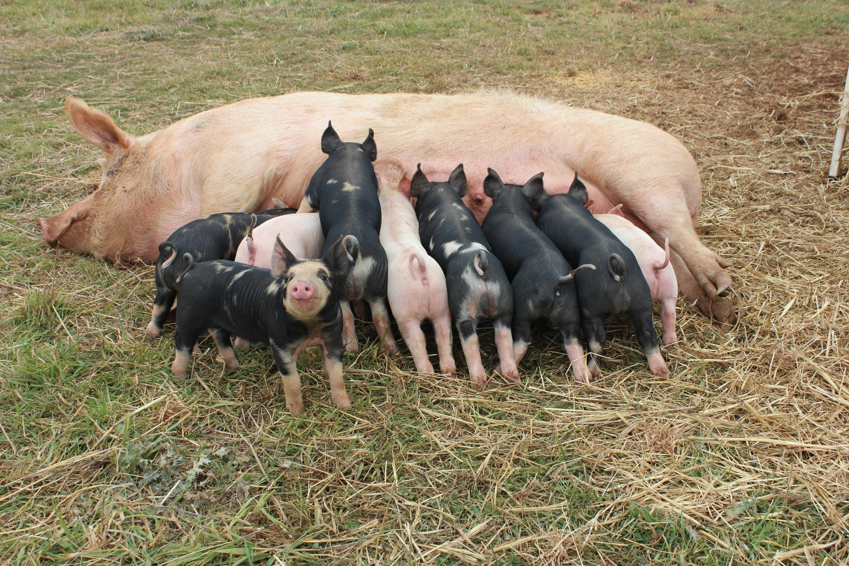 Free range sow with piglets