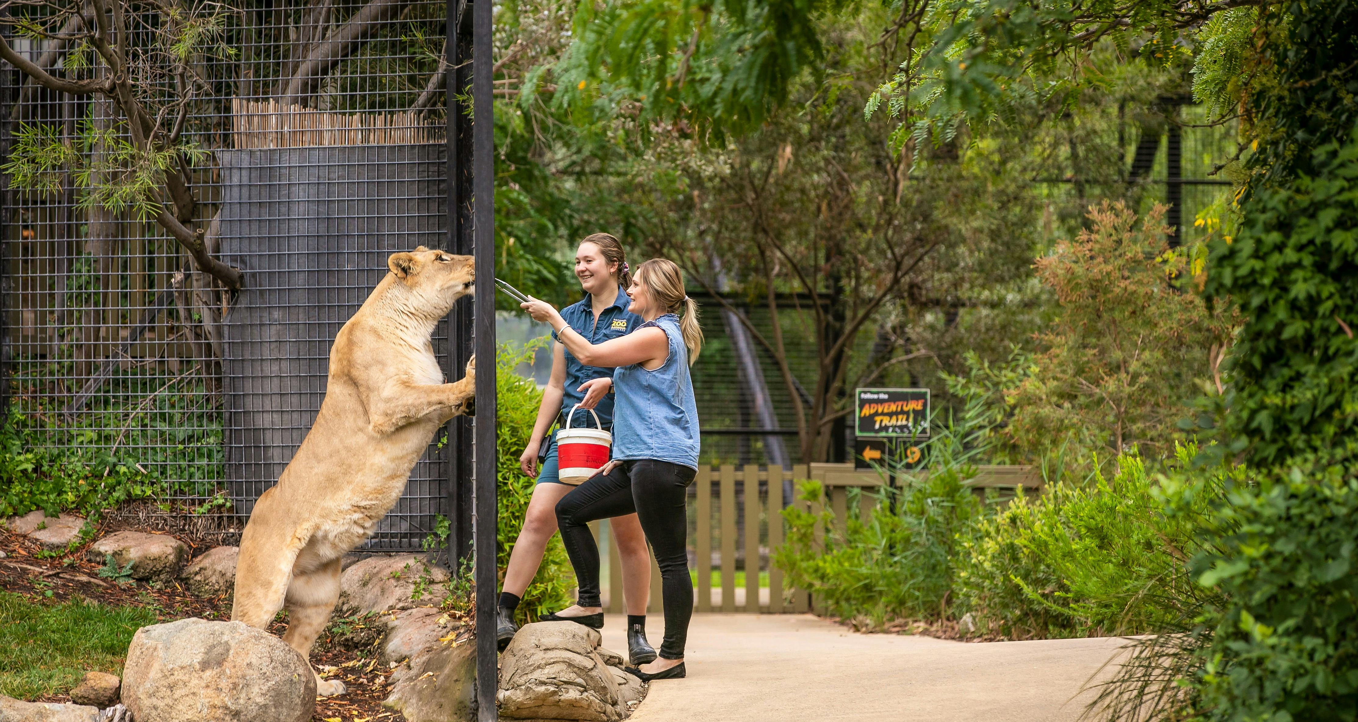 Zoo Keeper and guests feeding a tawny lion through the fence at the national zoo and aquarium