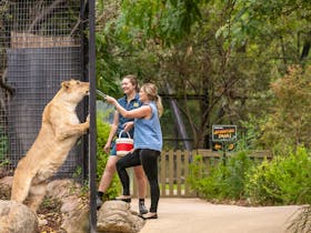 Zoo Keeper and guests feeding a tawny lion through the fence at the national zoo and aquarium