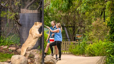 Zoo Keeper and guests feeding a tawny lion through the fence at the national zoo and aquarium