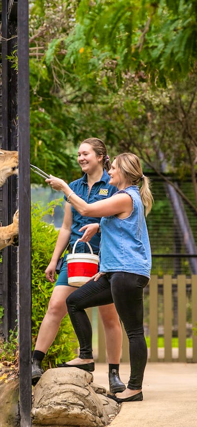 Zoo Keeper and guests feeding a tawny lion through the fence at the national zoo and aquarium