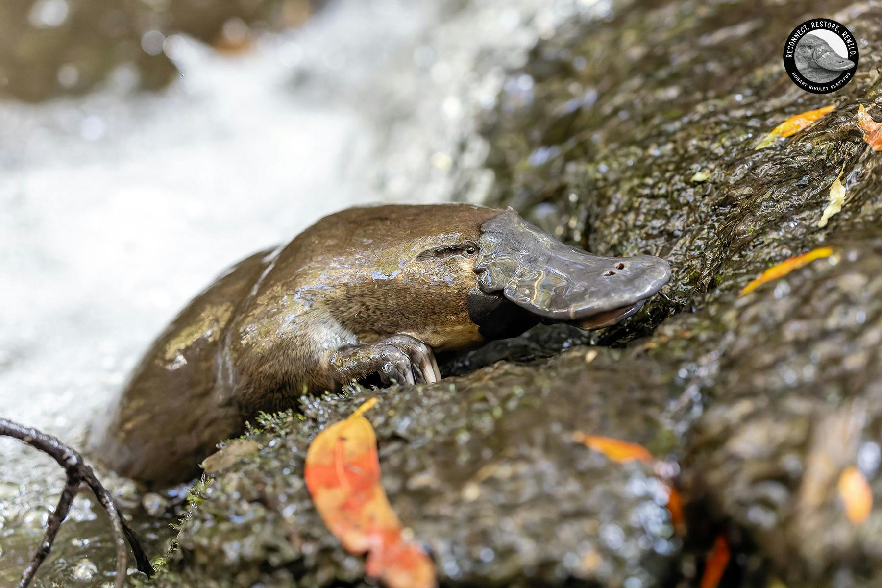 Platypus heading upstream