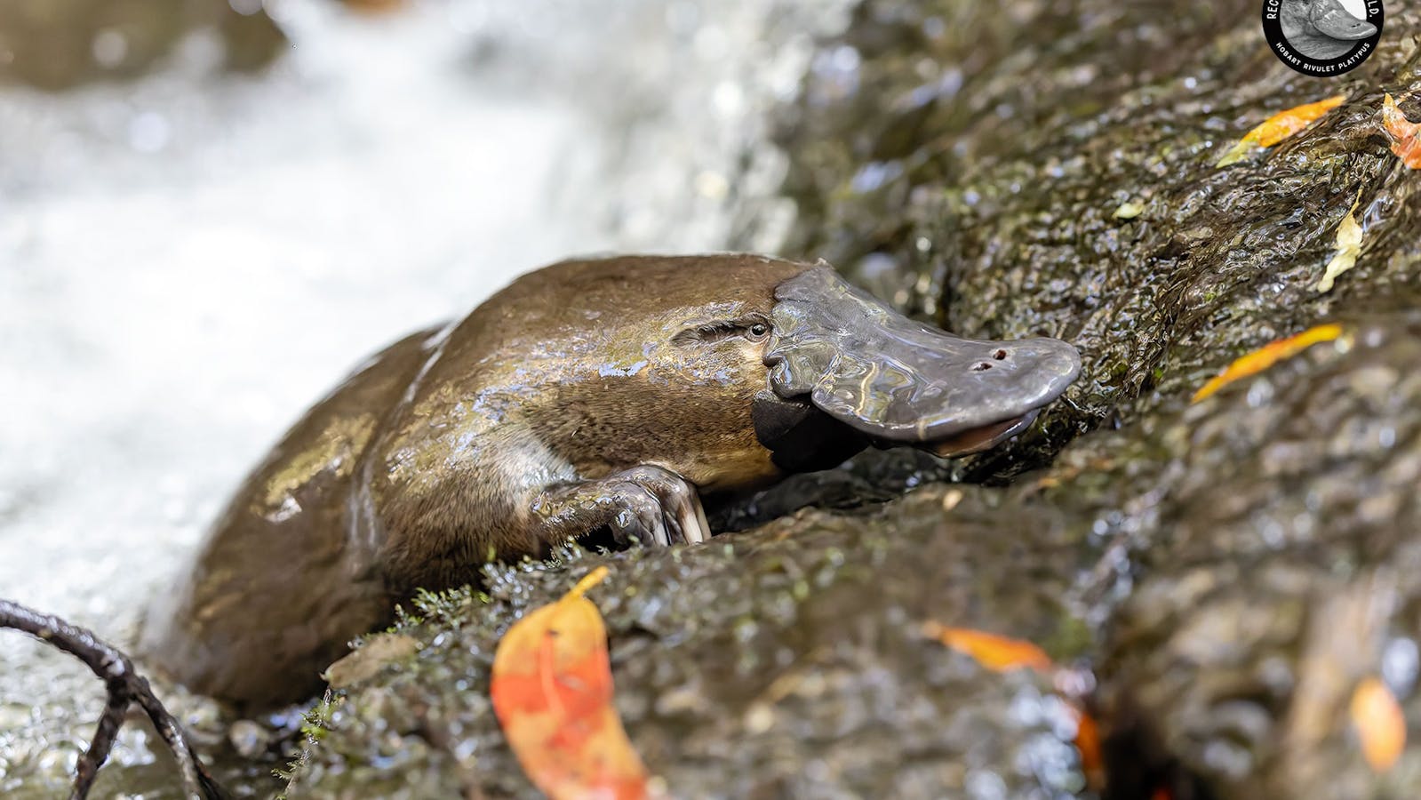 Platypus heading upstream