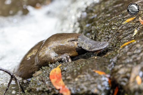 Vines and Caves - Exploring the Valley 47 1d8cd08f03bfa2000b36145da0c69054