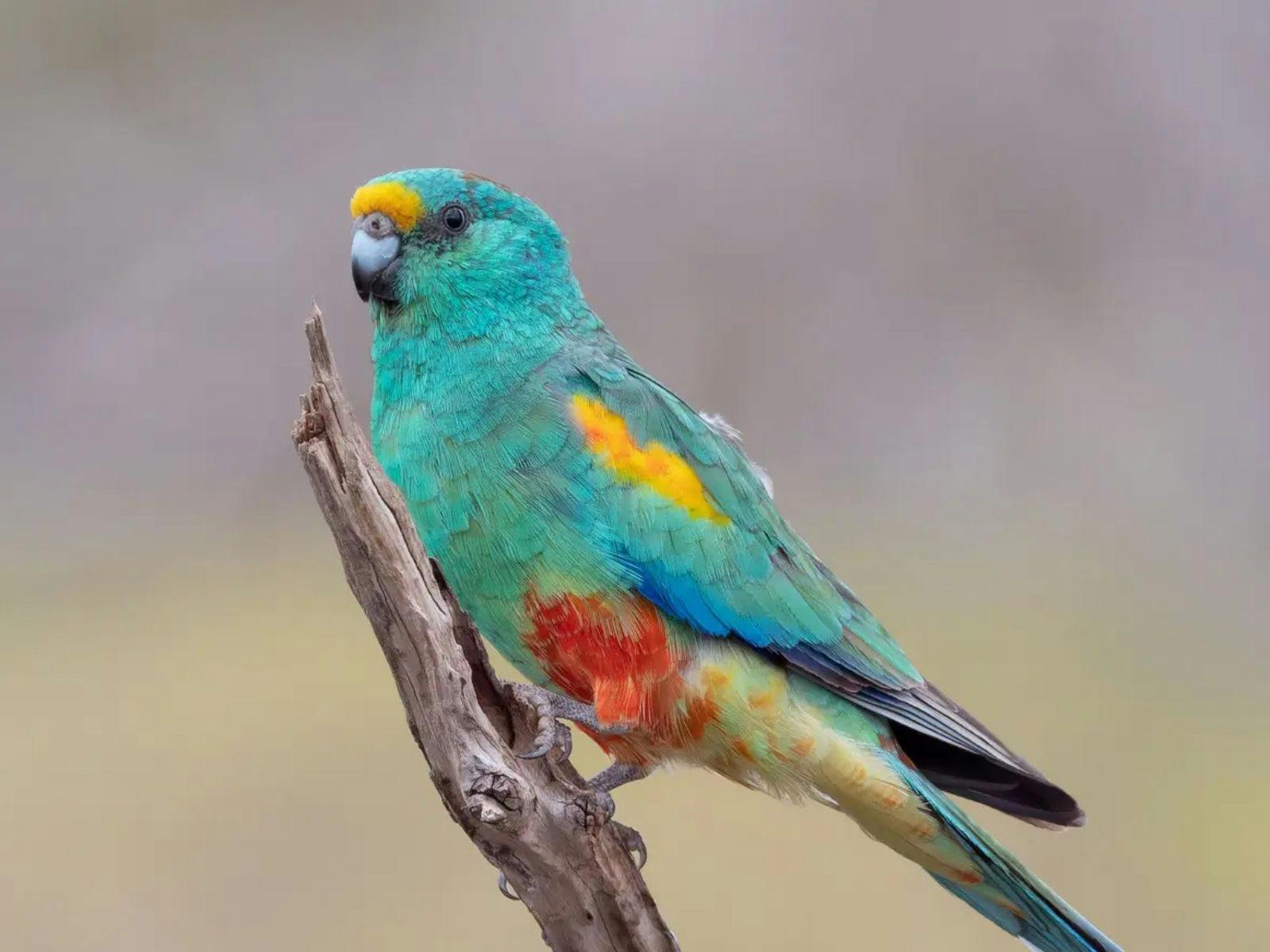Bird Bird