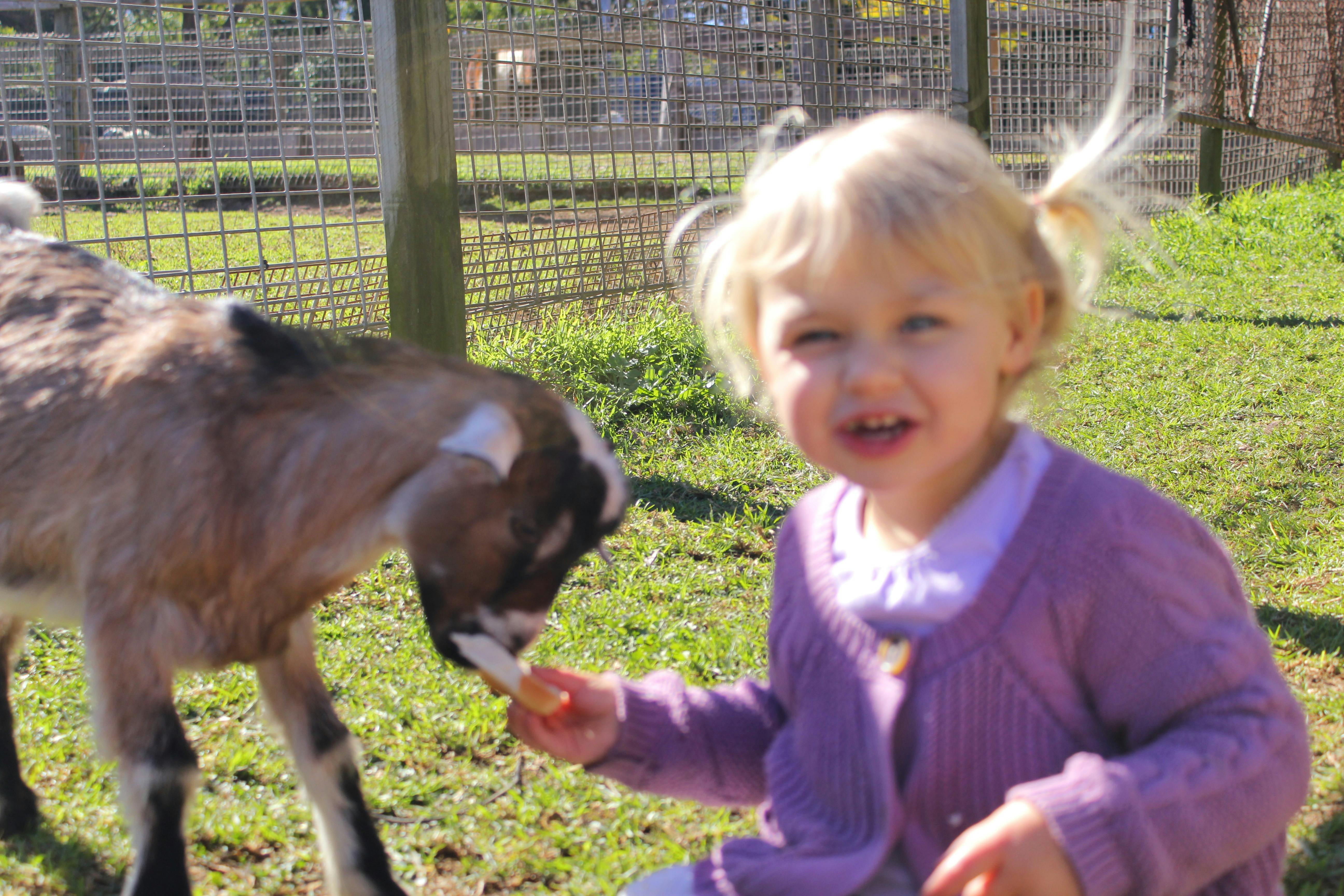 Maroota Miniature Farm