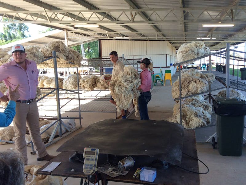 Image for Isisford Sheep and Wool Show