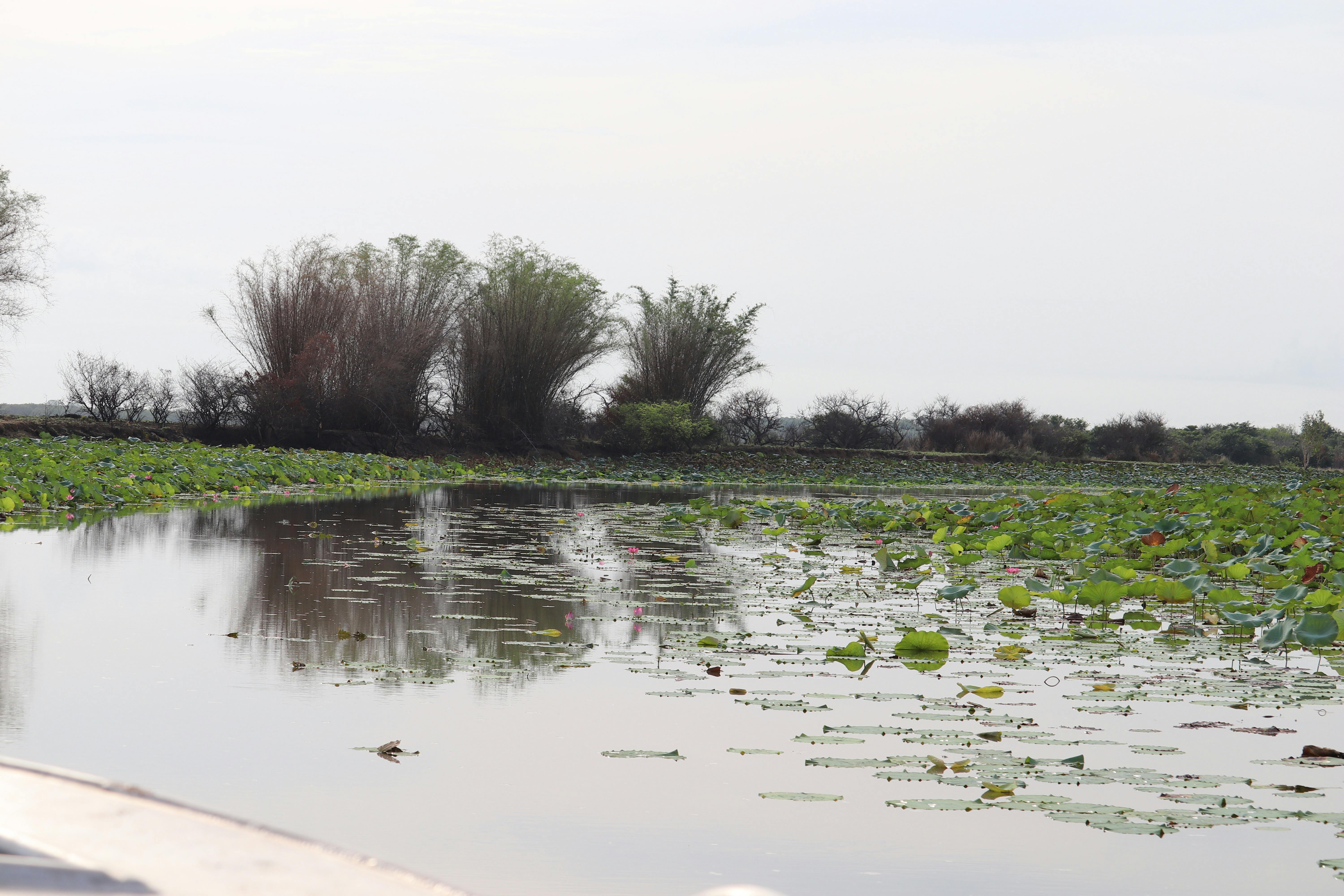 Corroboree Billabong