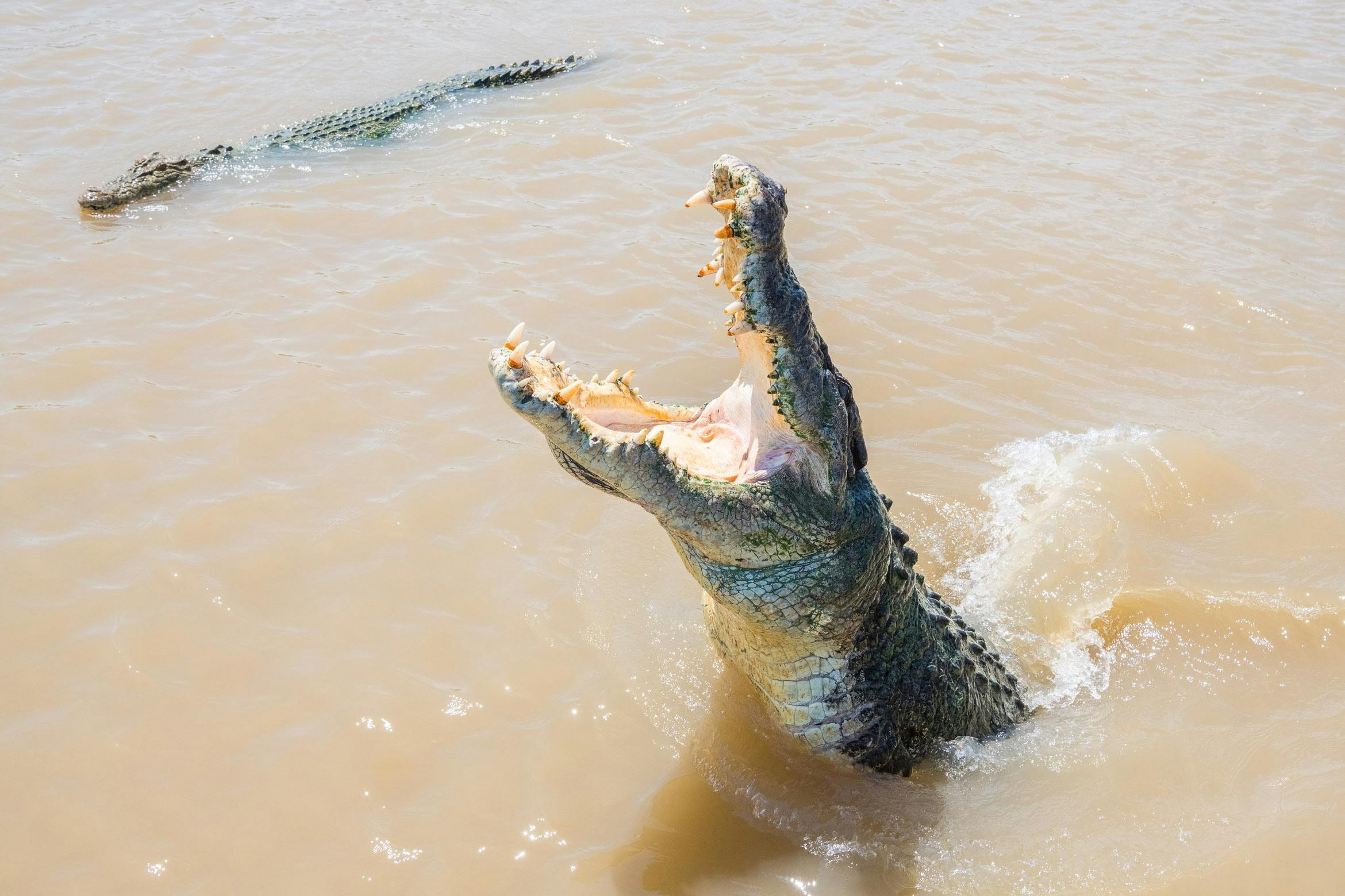 Spectacular Jumping Crocodile Cruise