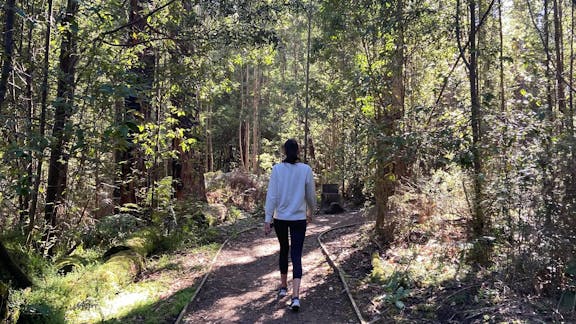 Lyrebird Circuit Walk