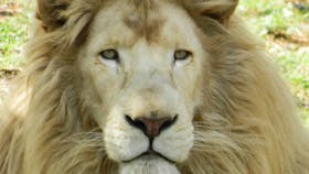 Darling Downs Zoo