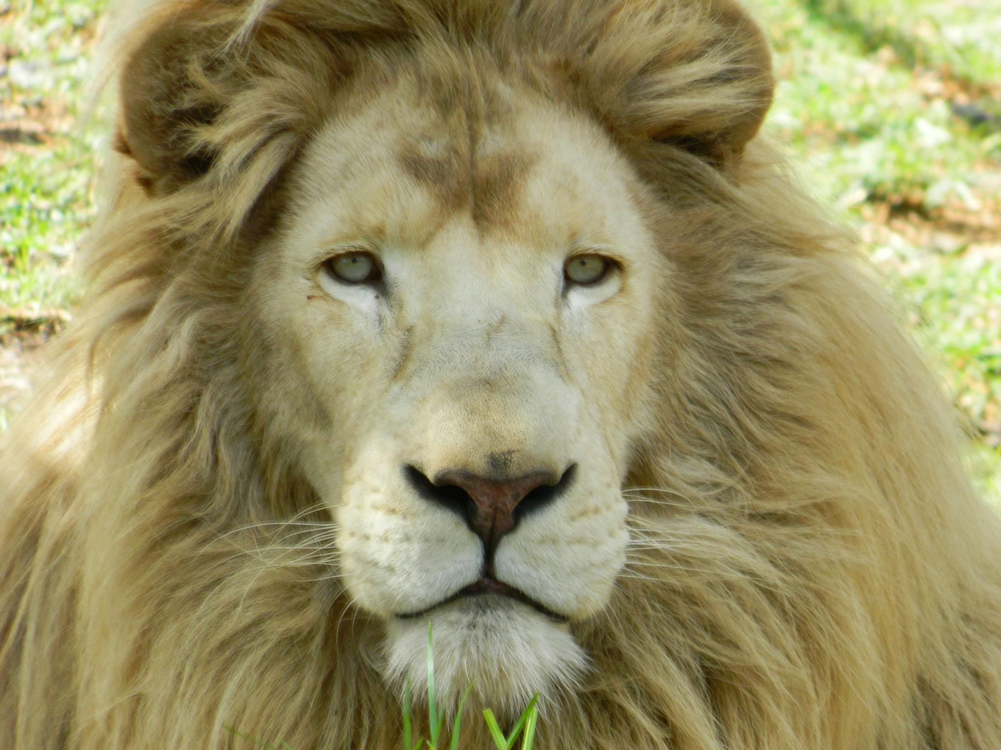 Rare White African Lion Rare White African Lion