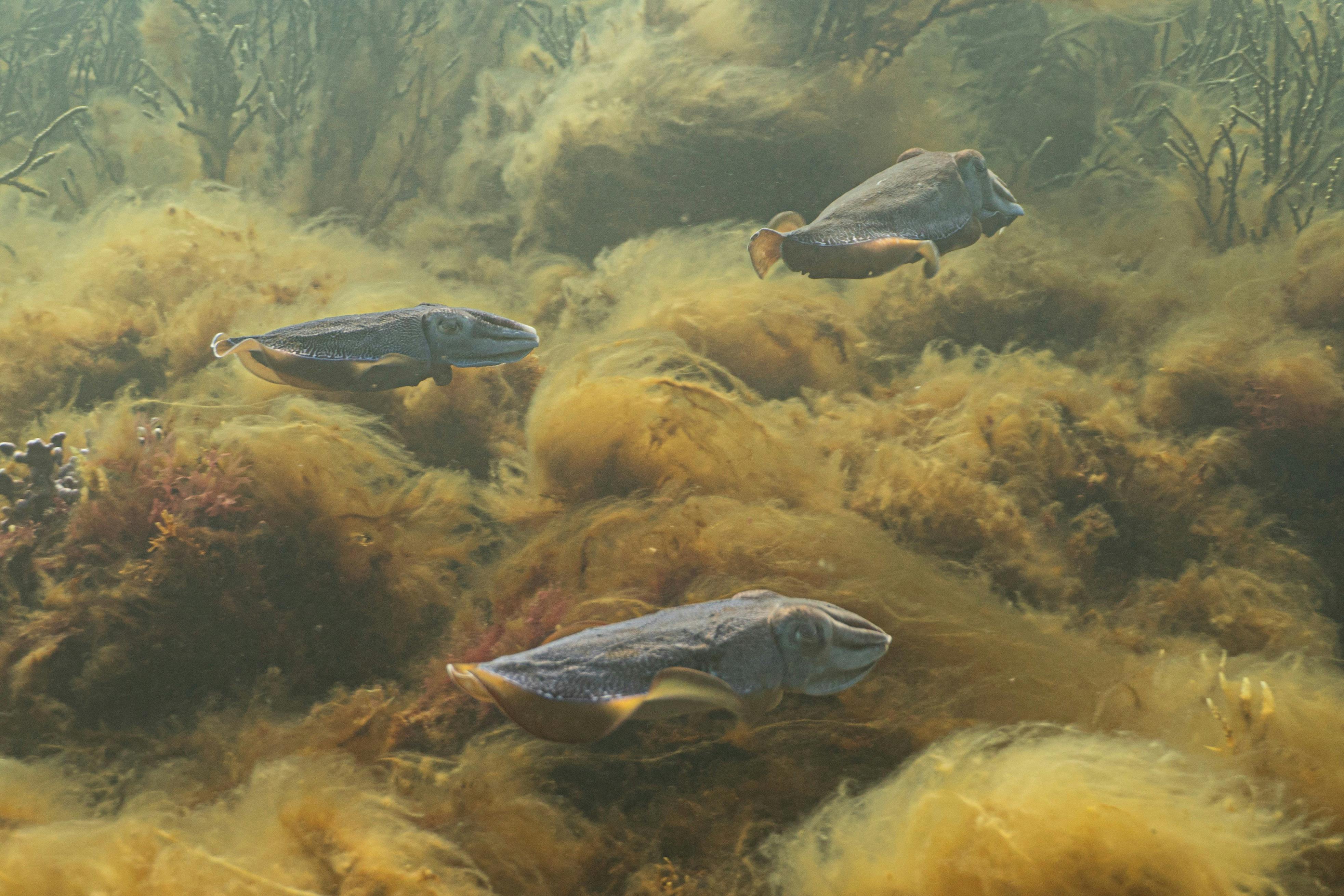 Great Southern Reef
