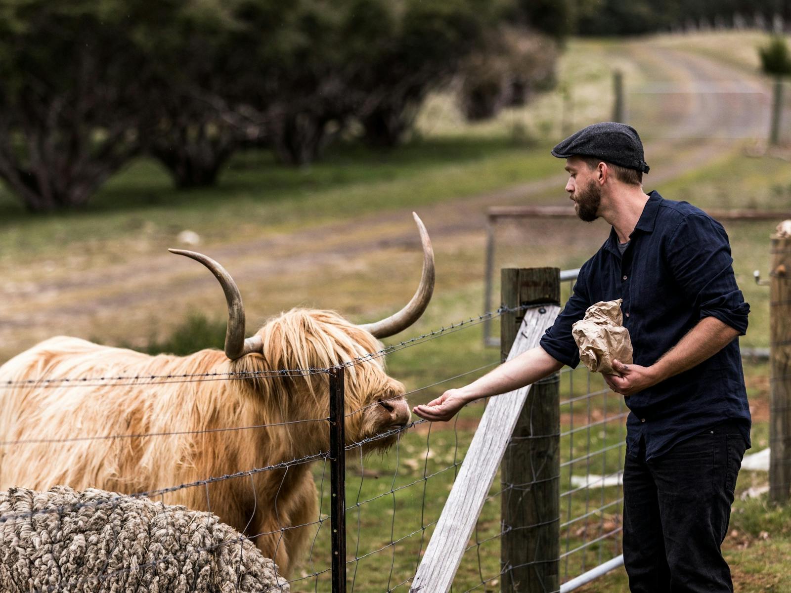 Tarraleah Lodge has a herd of Scottish Highland Cows that guest can hand feed.