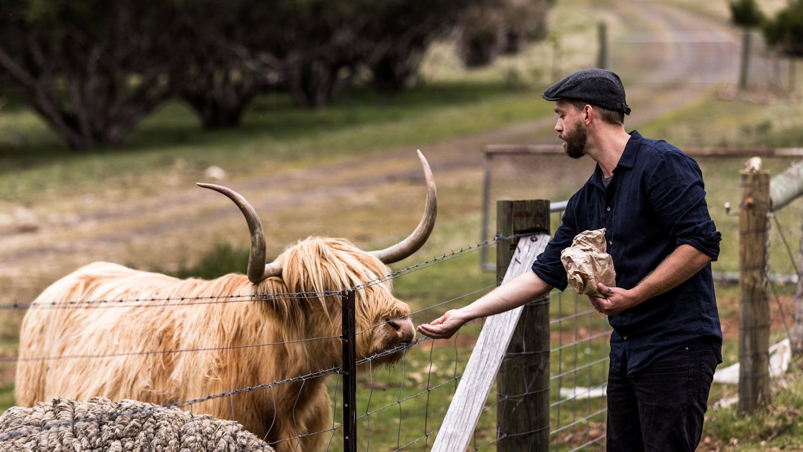 Tarraleah Lodge has its own herd of Scottish Highland Cows that guests are able to hand feed.