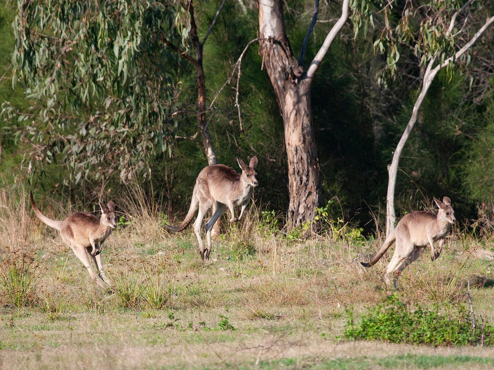 Kangaroos, Mangroves and the Ocean Tour with private tour guide Anita searching for kangaroos Kangaroos, Mangroves and the Ocean Tour with private tour guide Anita searching for kangaroos