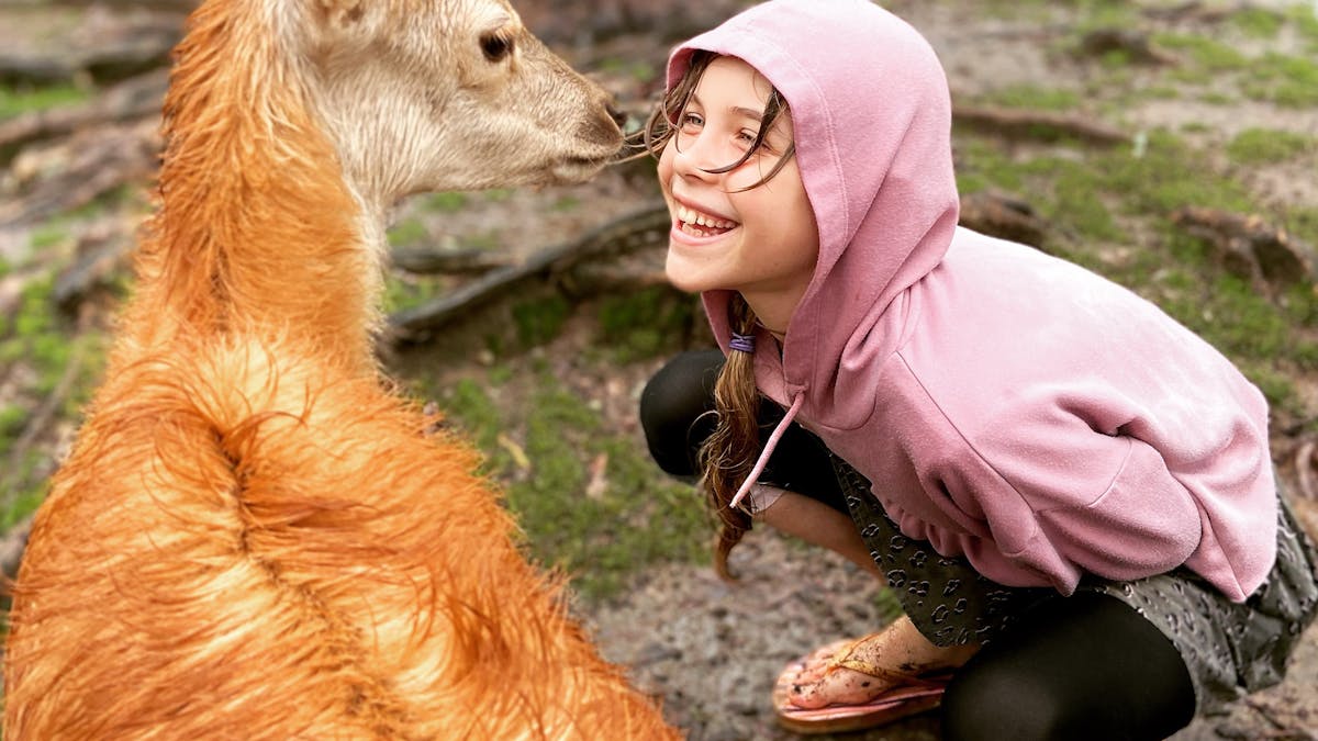 Red deer Fawn with happy child