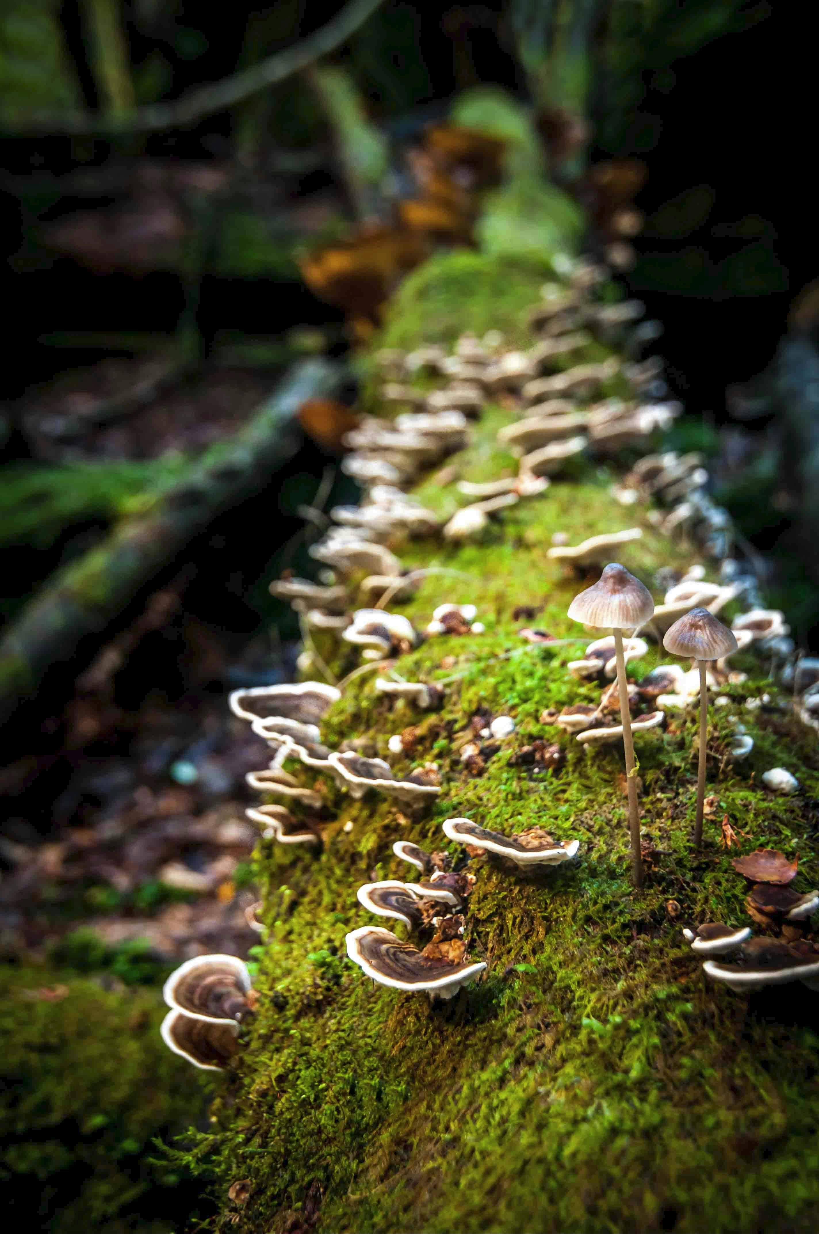 Tarkine Wilderness Walks