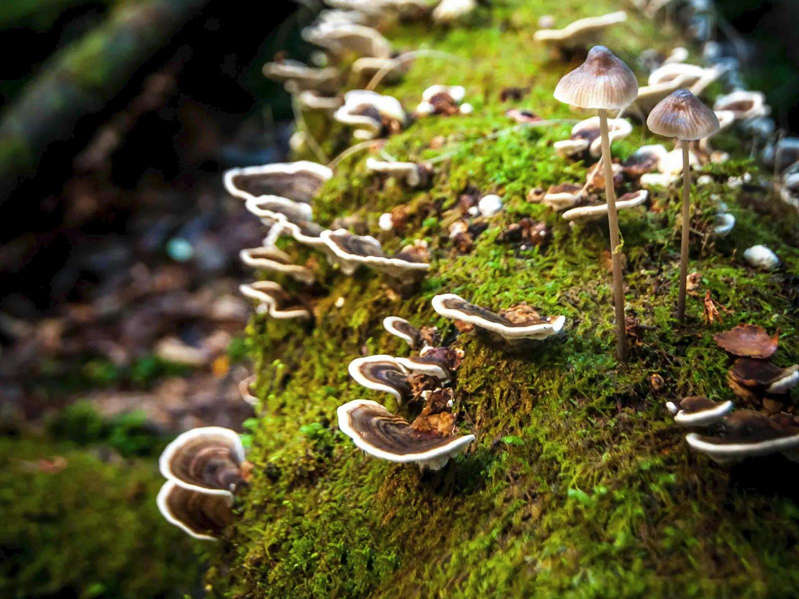 Fungi and Moss