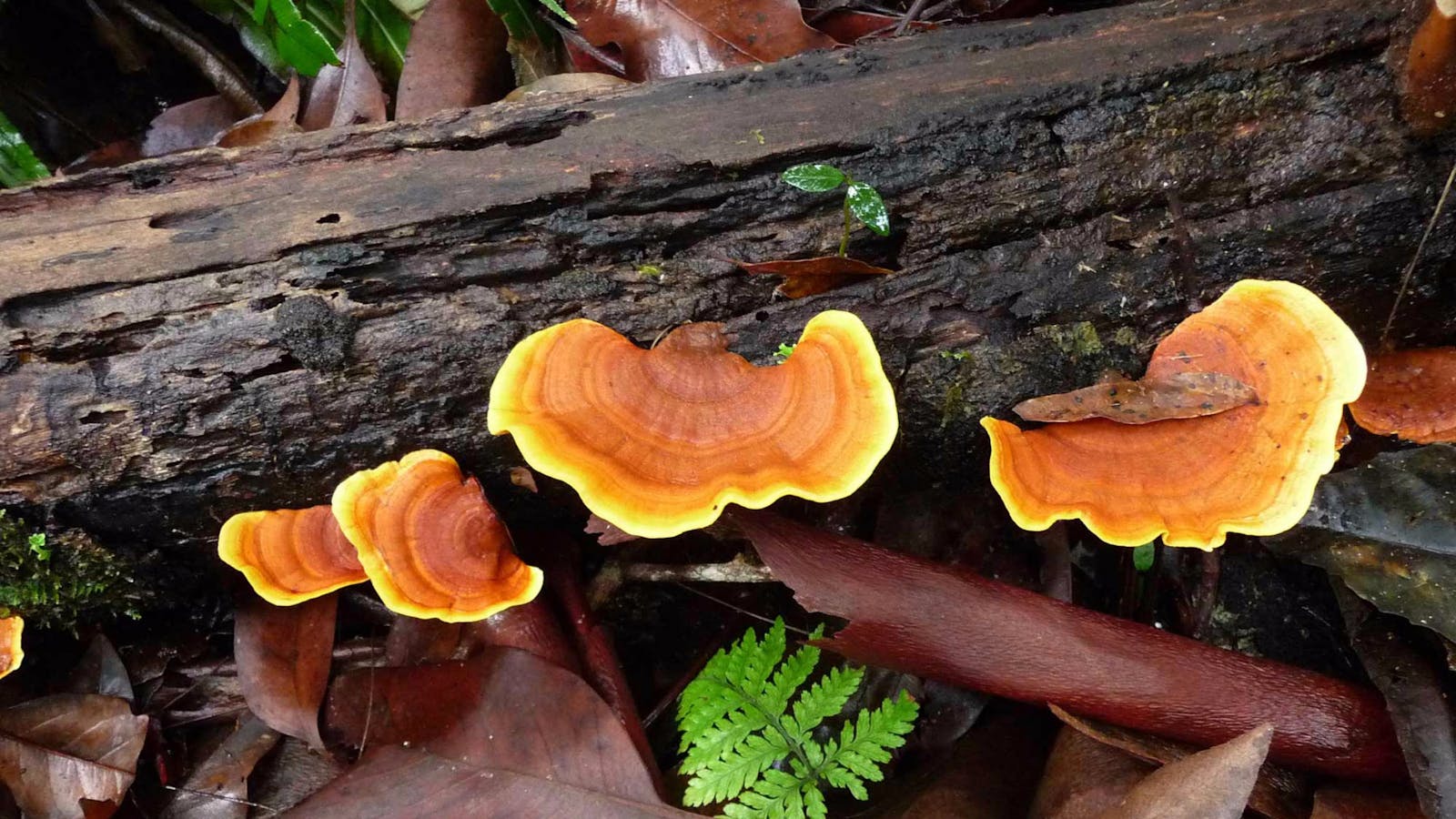 New England Wilderness Walk