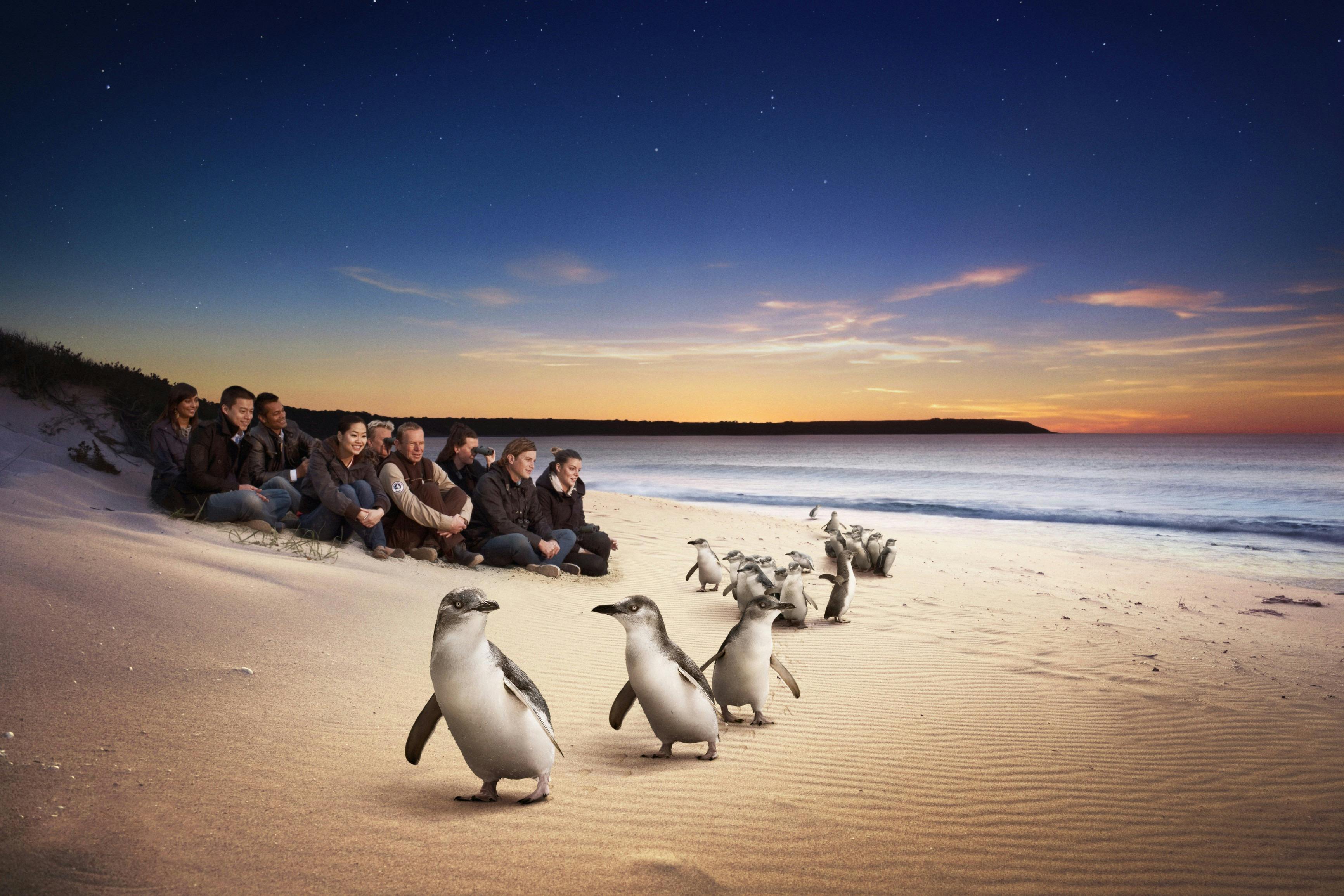 Phillip Island Penguin Parade and Koalas Tour