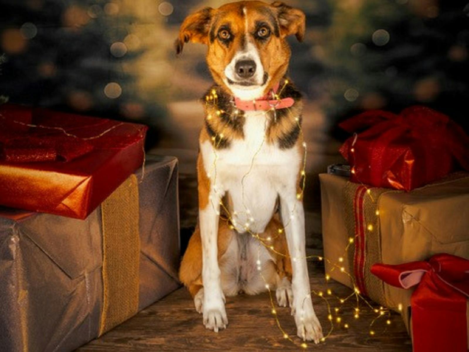 Pet Christmas Portraits