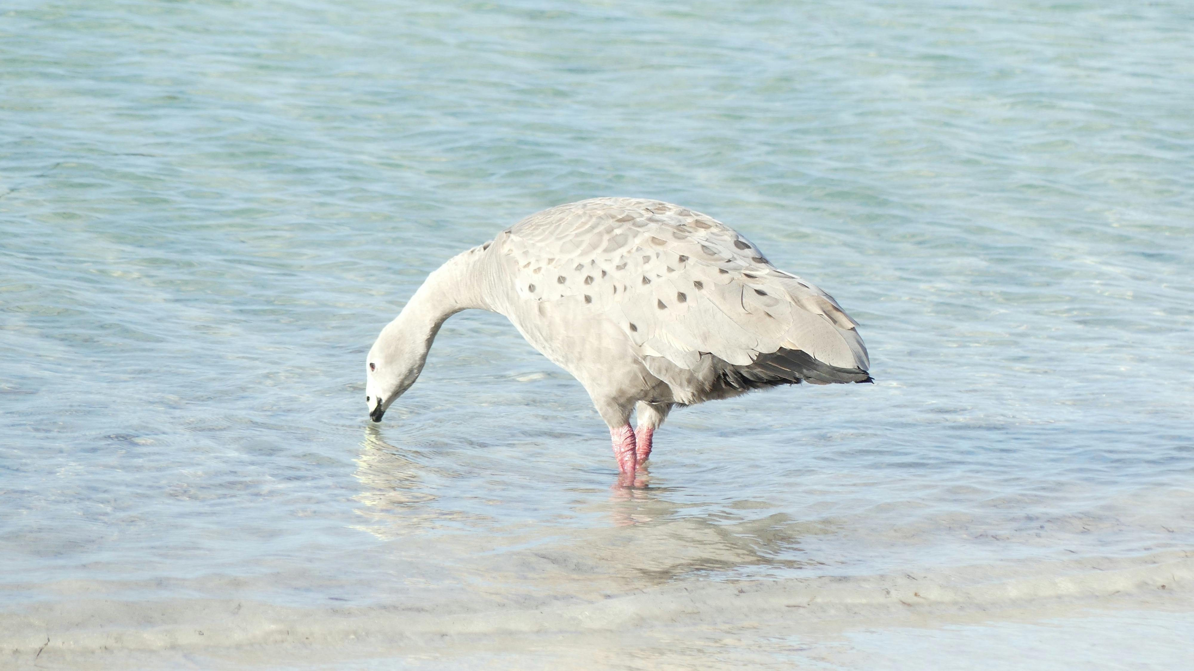 Bird photography South Australia