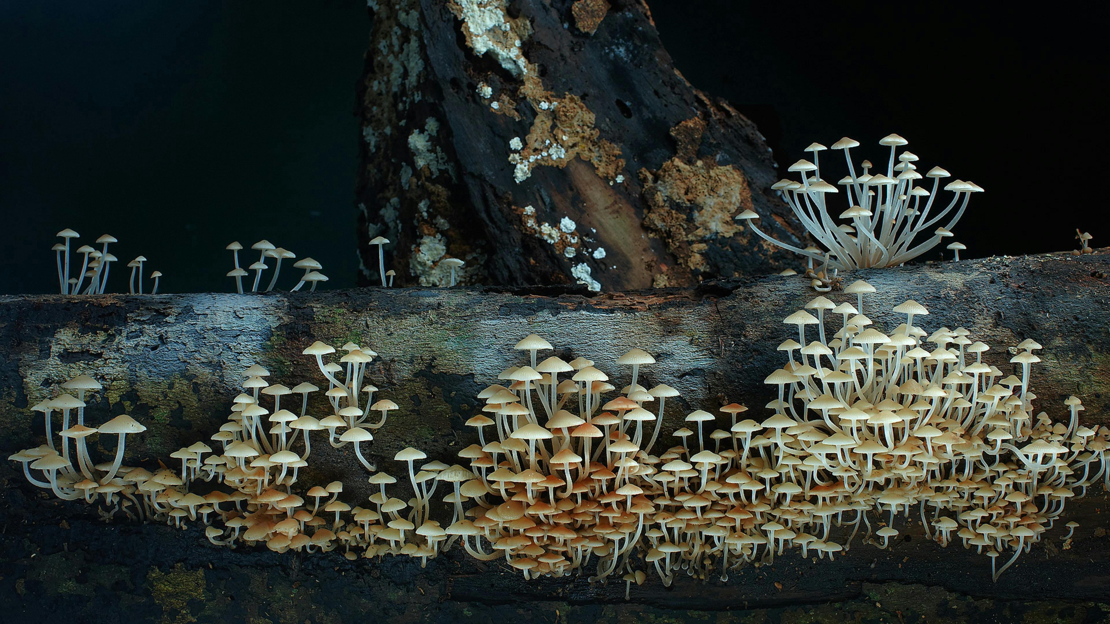 Fungi Feastival - Bega
