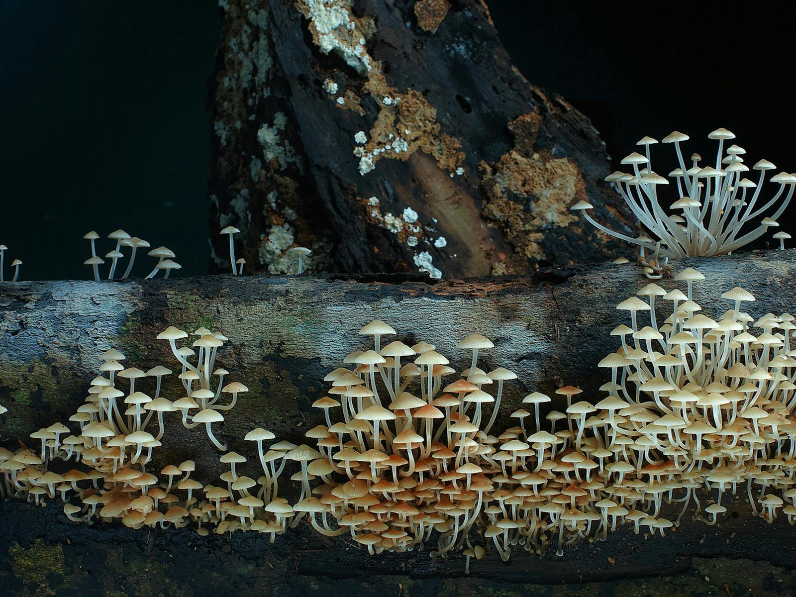 Image for Fungi Feastival - Cobargo