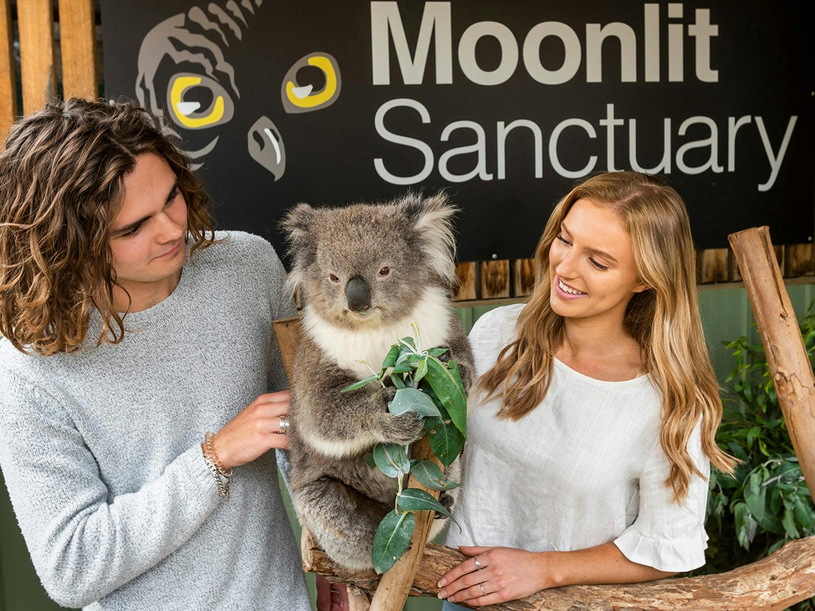 A male and female visitor to Moonlit Sanctuary stand beside a koala on a branch