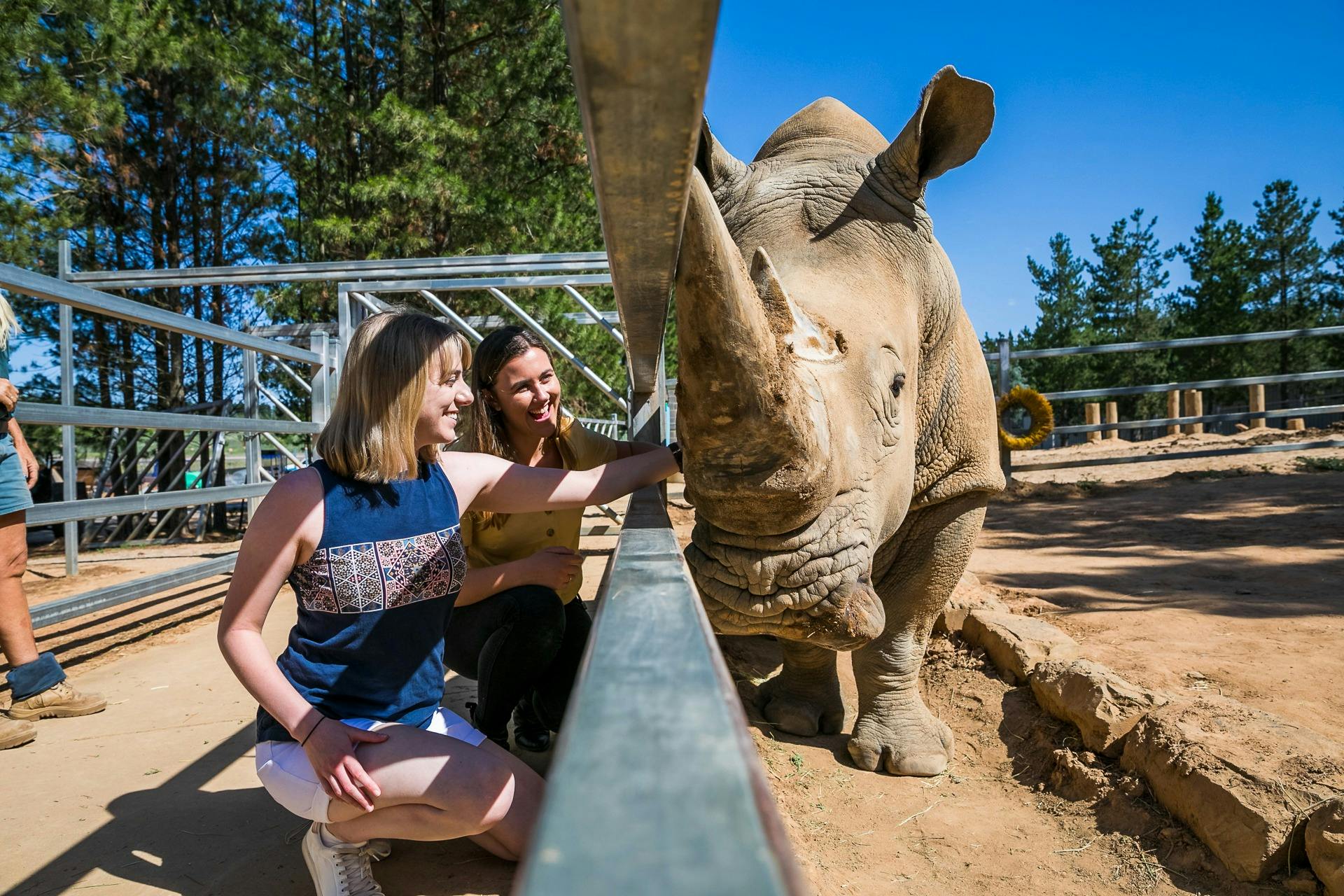 Rhino Encounter