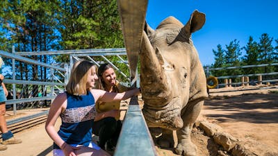 Rhino Encounter