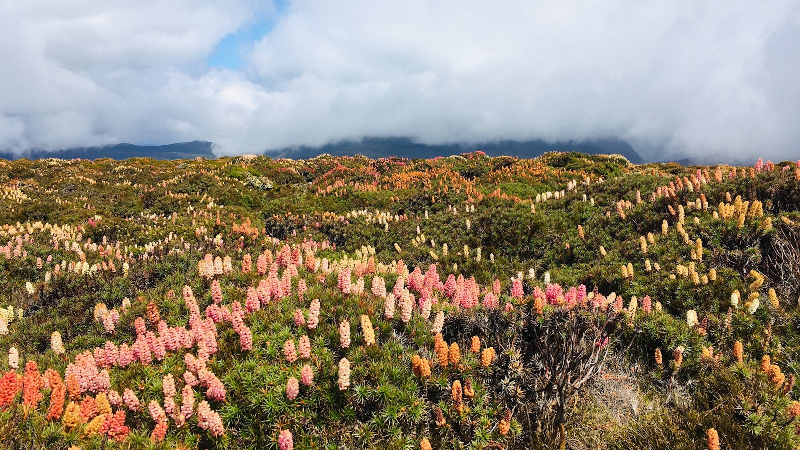 Scoparia flowers on Mt Rufus