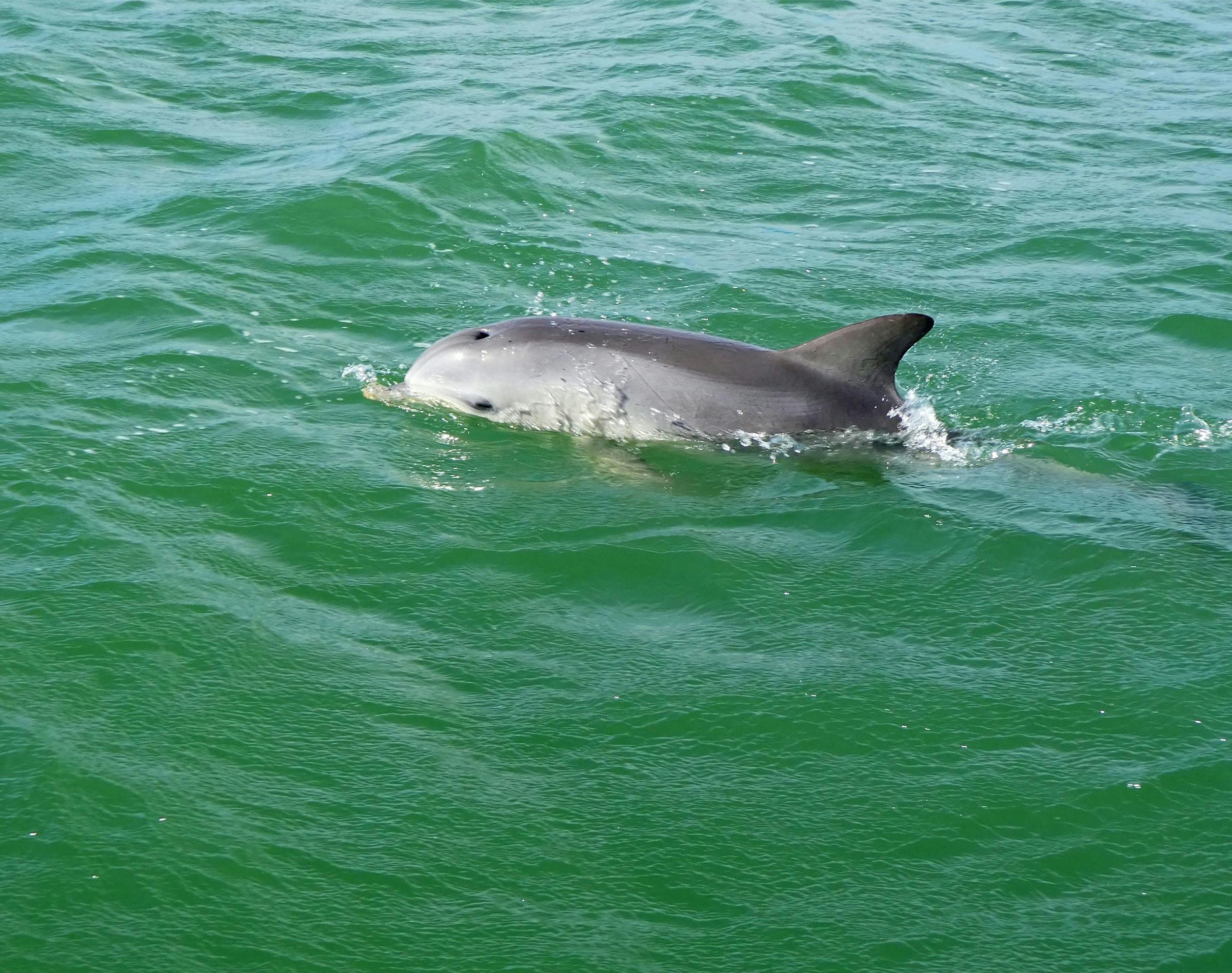 A bottlenose dolphin surfaces