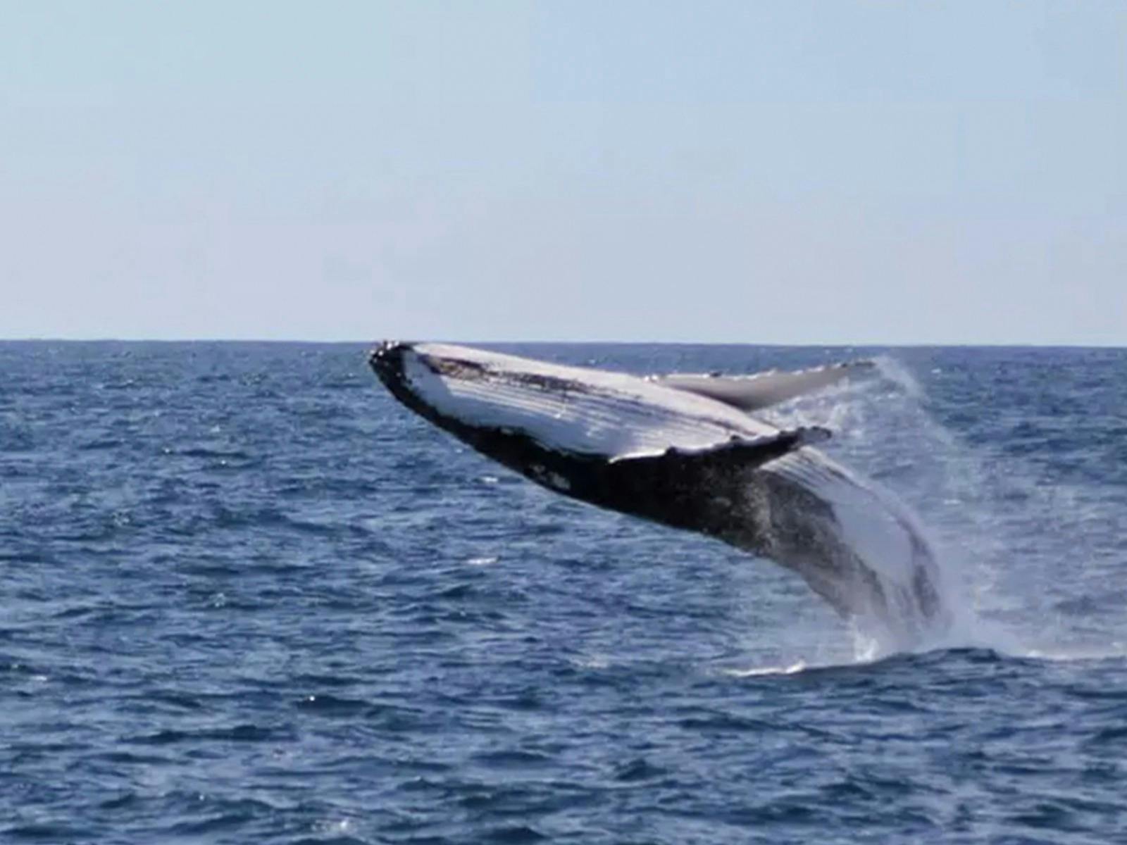 Whale Watching Tour