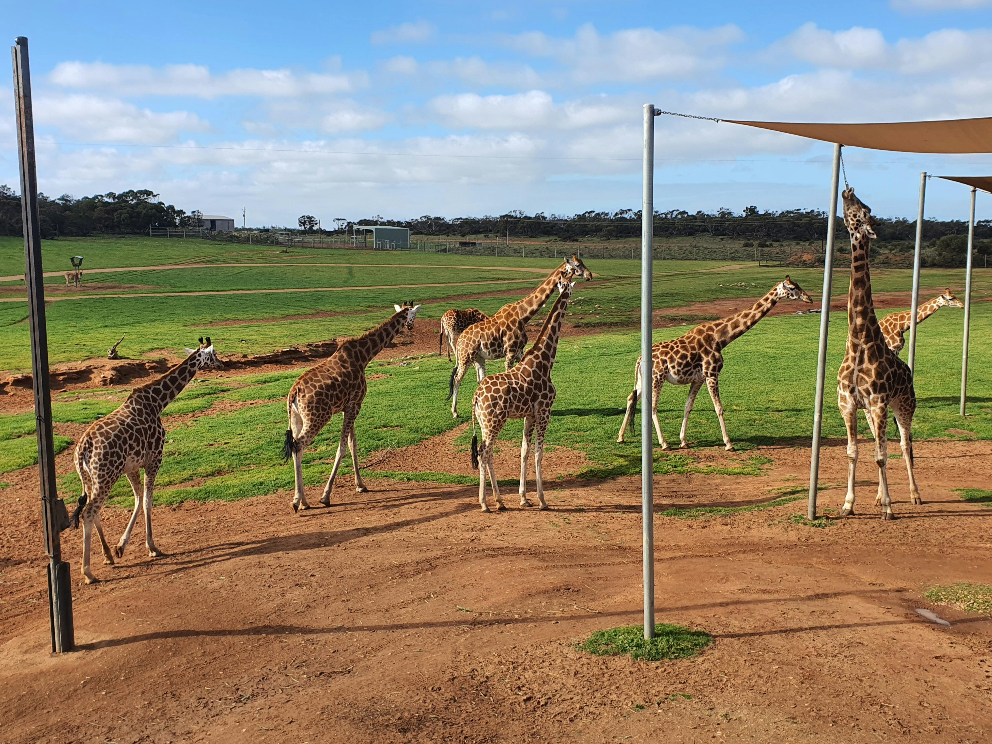 Girrafes at Monarto Zoo - MurrayLands