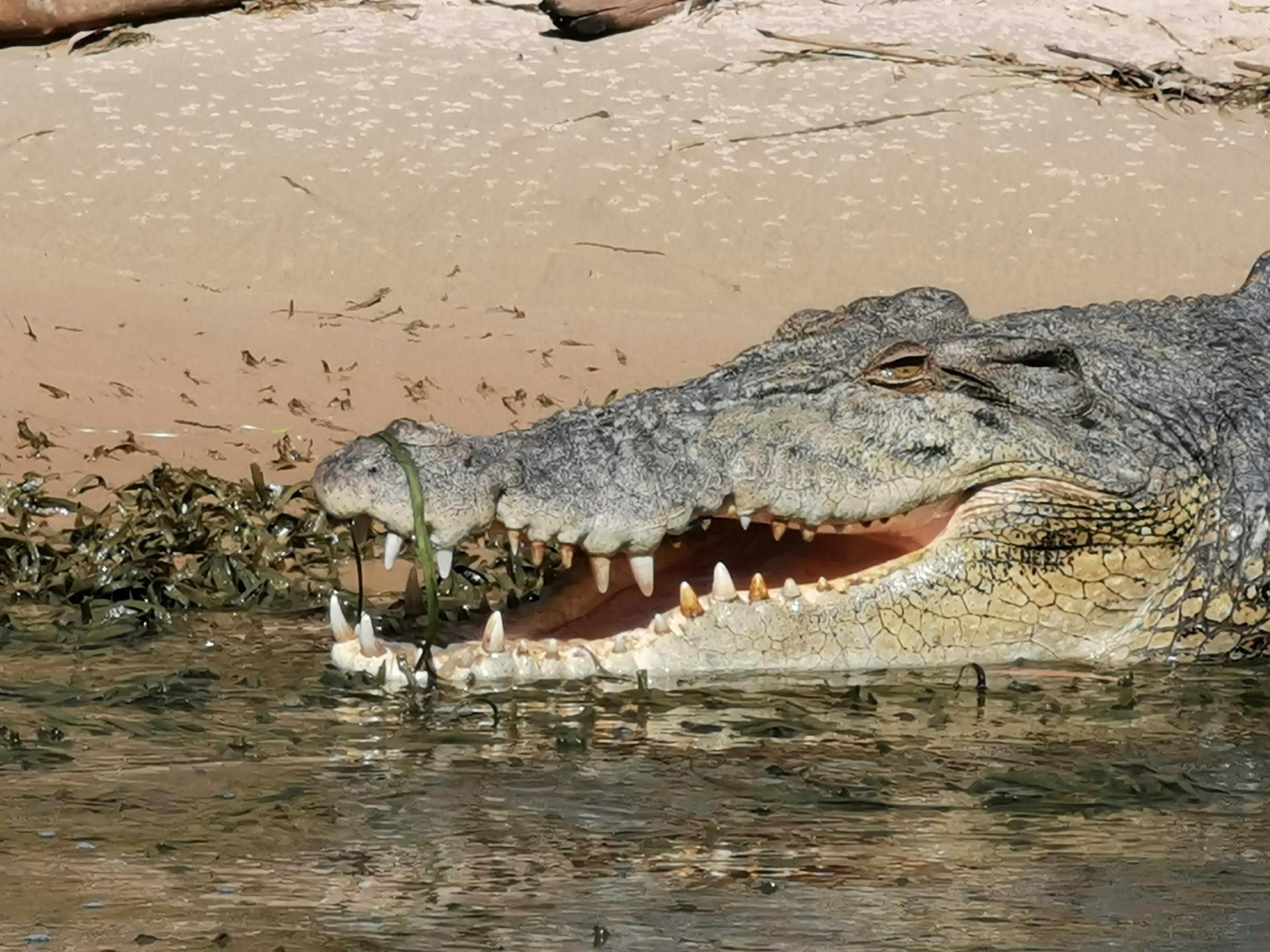 Salwater Crocodile