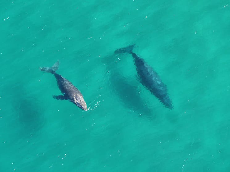 A mother and her calf spotted migrating south on one of their helicopter scenic flights