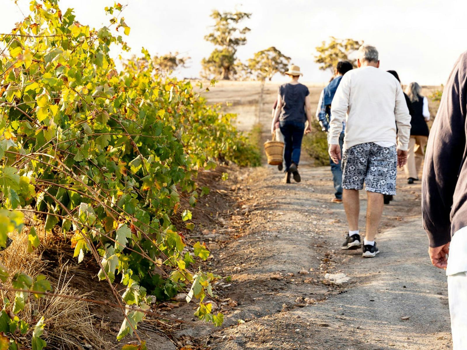 Gully Gardens Barossa - Orchard Tour and Taste
