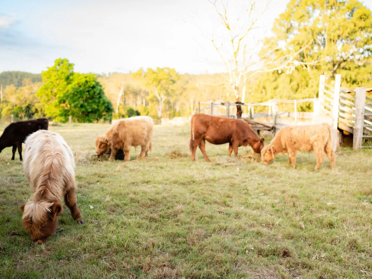 Highland cows grazing in a paddock