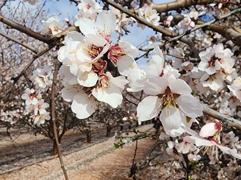 Image for Mallee Almond Blossom Festival
