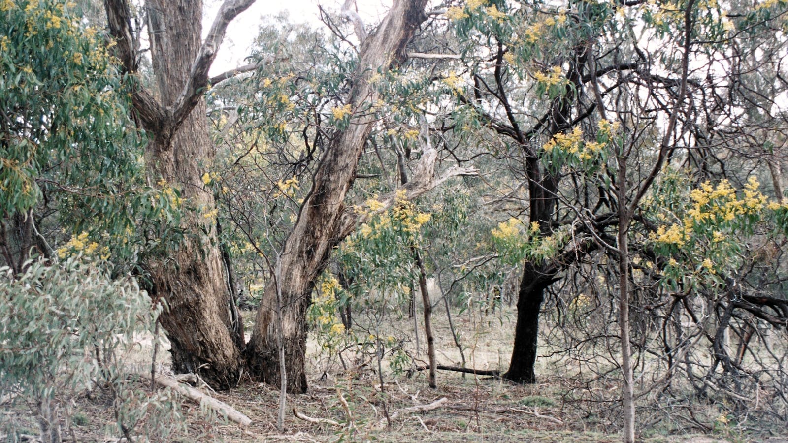 Wattle flower, Langi Ghiran State Park - GRAMPIANS